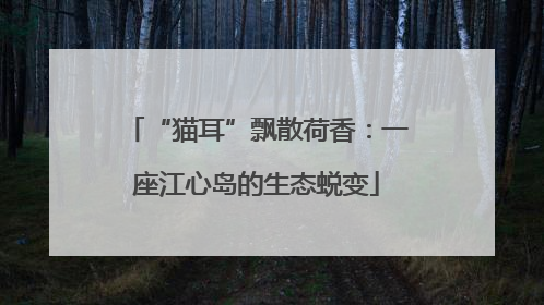 “猫耳”飘散荷香：一座江心岛的生态蜕变