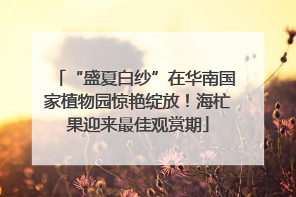 “盛夏白纱”在华南国家植物园惊艳绽放！海杧果迎来最佳观赏期