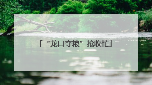 “龙口夺粮”抢收忙