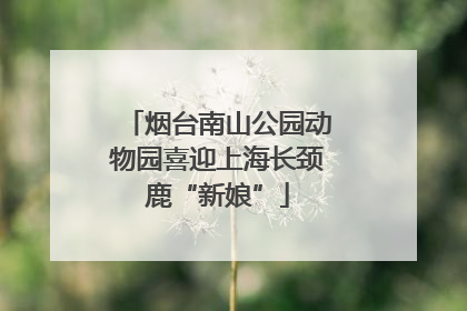 烟台南山公园动物园喜迎上海长颈鹿“新娘”
