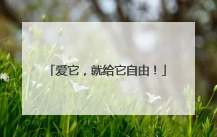 爱它，就给它自由！
