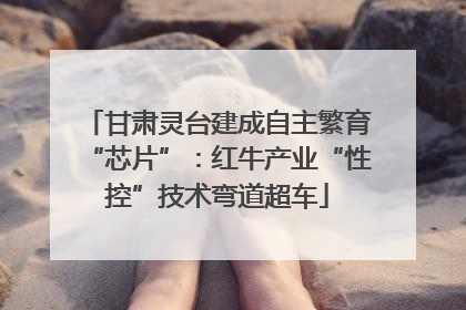 甘肃灵台建成自主繁育“芯片”：红牛产业“性控”技术弯道超车