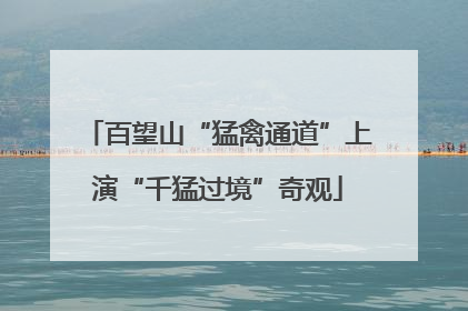 百望山“猛禽通道”上演“千猛过境”奇观