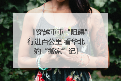 穿越重重“阻碍”行进百公里 看华北豹“搬家”记