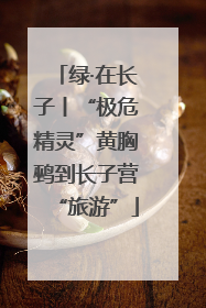 绿·在长子丨“极危精灵”黄胸鹀到长子营“旅游”