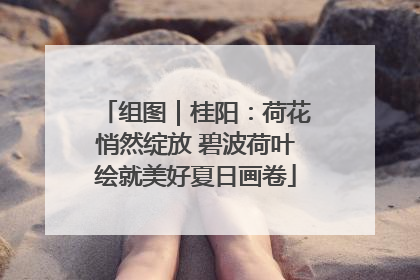 组图｜桂阳：荷花悄然绽放 碧波荷叶绘就美好夏日画卷