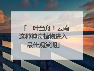 一叶当舟！云南这种神奇植物进入最佳观赏期
