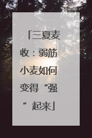 三夏麦收：弱筋小麦如何变得“强”起来