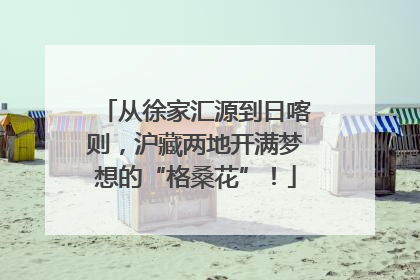从徐家汇源到日喀则，沪藏两地开满梦想的“格桑花”！
