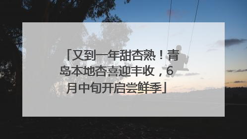 又到一年甜杏熟！青岛本地杏喜迎丰收，6月中旬开启尝鲜季