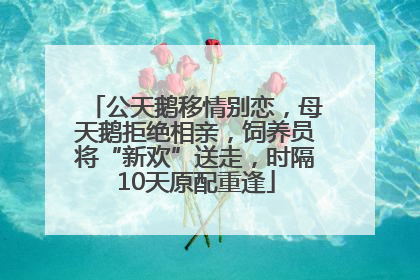 公天鹅移情别恋，母天鹅拒绝相亲，饲养员将“新欢”送走，时隔10天原配重逢