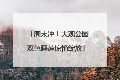 周末冲！大观公园双色睡莲惊艳绽放