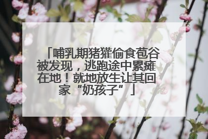 哺乳期猪獾偷食苞谷被发现，逃跑途中累瘫在地！就地放生让其回家“奶孩子”