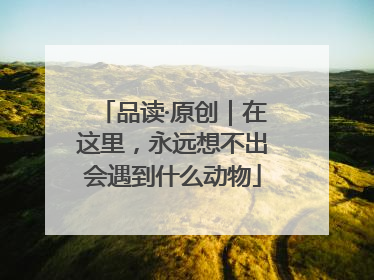 品读·原创｜在这里，永远想不出会遇到什么动物