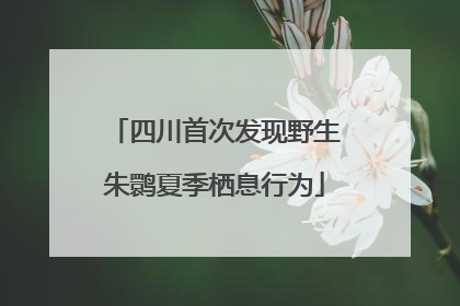 四川首次发现野生朱鹮夏季栖息行为