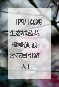 四川麓湖生态城蓝花楹盛放 浪漫花景引游人