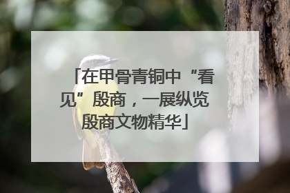 在甲骨青铜中“看见”殷商，一展纵览殷商文物精华