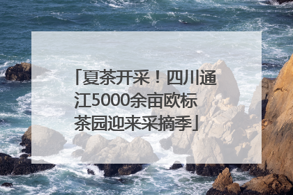 夏茶开采！四川通江5000余亩欧标茶园迎来采摘季
