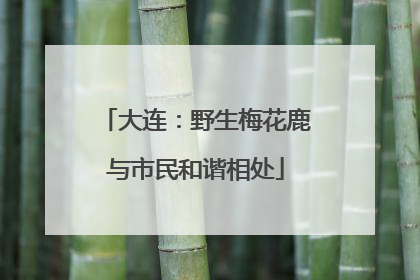 大连：野生梅花鹿与市民和谐相处