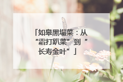 如皋黑塌菜：从“霜打趴菜”到“长寿金叶”