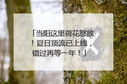 当阳这里荷花怒放！夏日顶流已上线，错过再等一年！