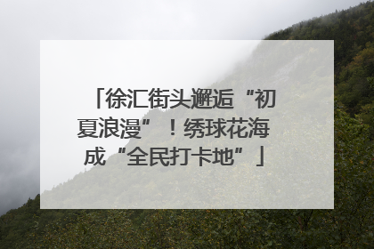 徐汇街头邂逅“初夏浪漫”！绣球花海成“全民打卡地”