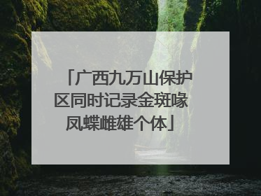 广西九万山保护区同时记录金斑喙凤蝶雌雄个体