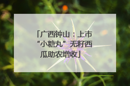 广西钟山：上市“小糖丸”无籽西瓜助农增收