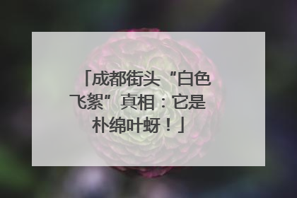 成都街头“白色飞絮”真相：它是朴绵叶蚜！