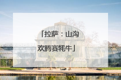 拉萨：山沟欢腾赛牦牛