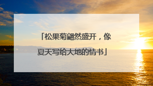 松果菊翩然盛开，像夏天写给大地的情书