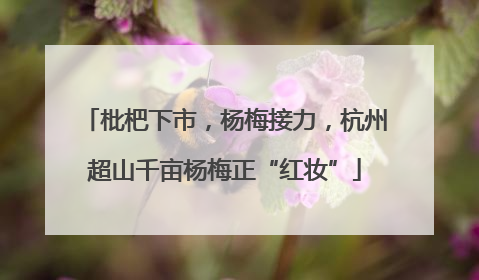 枇杷下市，杨梅接力，杭州超山千亩杨梅正“红妆”