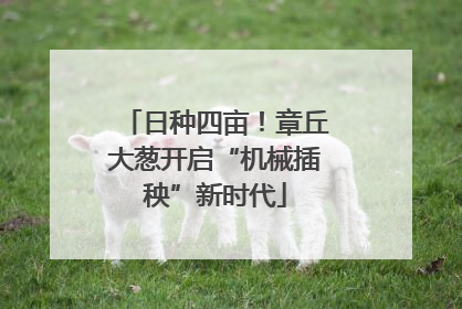 日种四亩！章丘大葱开启“机械插秧”新时代