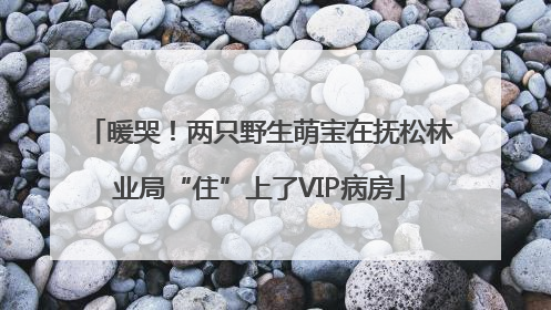 暖哭！两只野生萌宝在抚松林业局“住”上了VIP病房