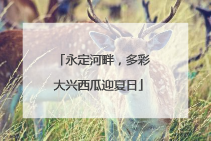 永定河畔，多彩大兴西瓜迎夏日