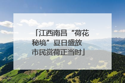 江西南昌“荷花秘境”夏日盛放 市民赏荷正当时