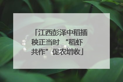 江西彭泽中稻插秧正当时 “稻虾共作”促农增收