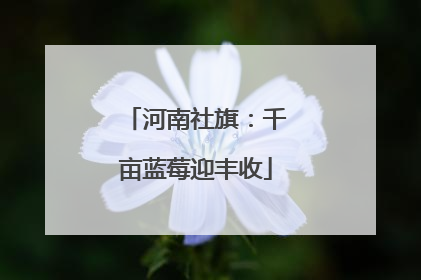 河南社旗：千亩蓝莓迎丰收
