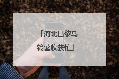 河北昌黎马铃薯收获忙