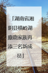 湖南省湘阴县横岭湖麋鹿家族再添三名新成员