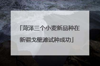 菏泽三个小麦新品种在新疆戈壁滩试种成功
