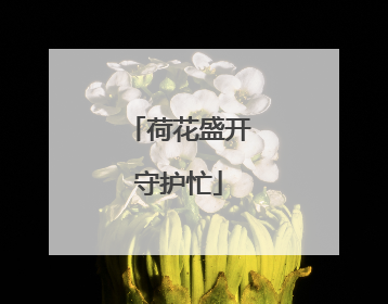 荷花盛开守护忙
