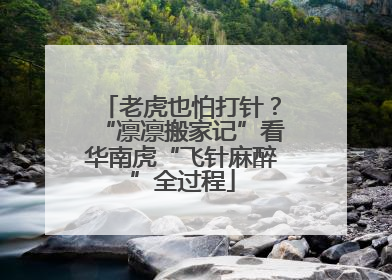 老虎也怕打针？“凛凛搬家记”看华南虎“飞针麻醉”全过程