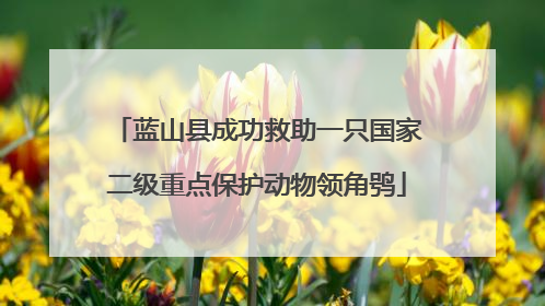 蓝山县成功救助一只国家二级重点保护动物领角鸮