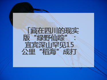 藏在四川的现实版“绿野仙踪”：宜宾深山罕见15公里“稻海”成打卡新地标