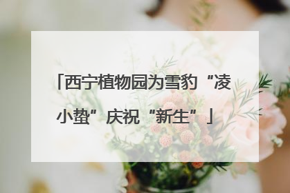 西宁植物园为雪豹“凌小蛰”庆祝“新生”
