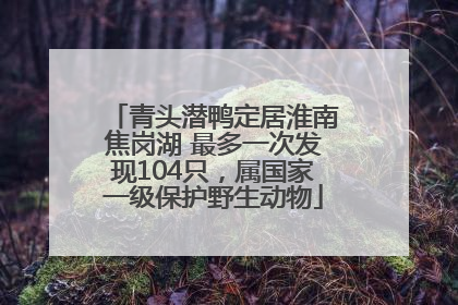 青头潜鸭定居淮南焦岗湖 最多一次发现104只，属国家一级保护野生动物