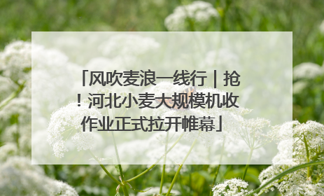 风吹麦浪一线行｜抢！河北小麦大规模机收作业正式拉开帷幕