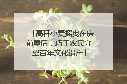 高秆小麦摇曳在房前屋后，巧手农民守望百年文化遗产