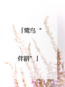 鹭鸟“伴耕”